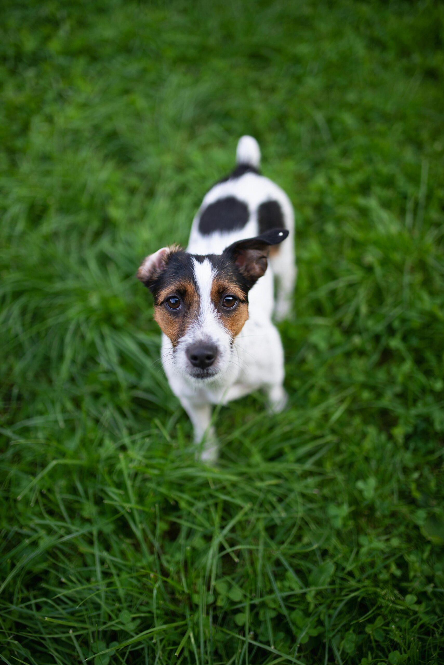 Smalldog3 Scaled